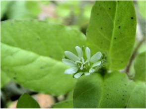 荷蓮豆屬 荷蓮豆屬