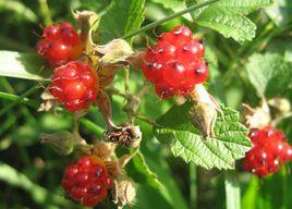 白里葉莓 白里葉莓