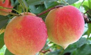 連平上坪鷹嘴蜜桃採摘 連平上坪鷹嘴蜜桃採摘