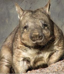 澳洲毛鼻袋熊 澳洲毛鼻袋熊