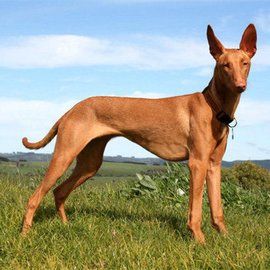 法老王獵犬 法老王獵犬