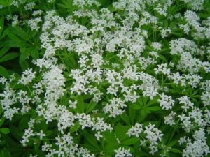 香車葉草 香車葉草