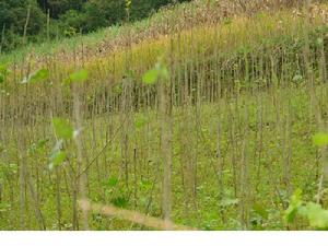 母體科自然村桑樹