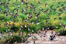 閩江河口國家濕地公園