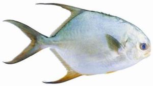 布氏角鮃 布氏角鮃