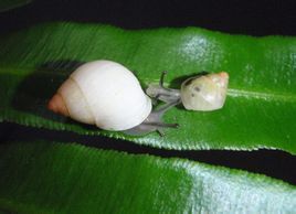 玻里尼西亞蝸牛 玻里尼西亞蝸牛