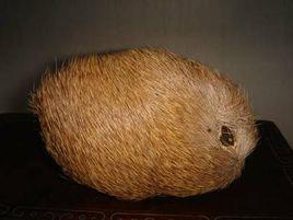 玉樹麝香 玉樹麝香