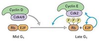 Cyclin D與CDK結合使Rb釋放結合的轉錄因子E2F