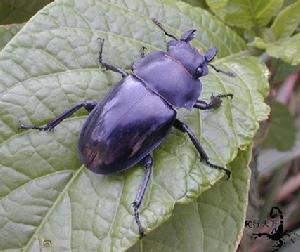 金柱鍬甲 金柱鍬甲