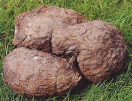 補中益氣湯合桂枝茯苓丸 補中益氣湯合桂枝茯苓丸