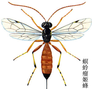 螟蛉瘤姬蜂 螟蛉瘤姬蜂