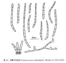 暗鱗木尾孢 暗鱗木尾孢