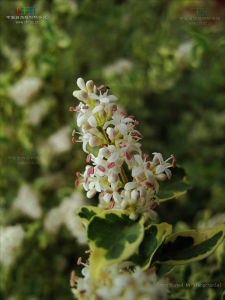 斑葉女貞 斑葉女貞