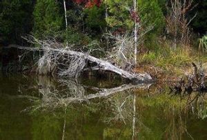 薩旺尼河 薩旺尼河
