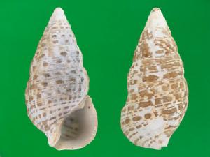 雙旋線蟹守螺 雙旋線蟹守螺