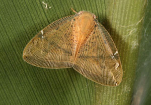 黑星廣翅蠟蟬 黑星廣翅蠟蟬