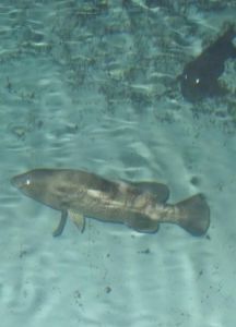 赤點石斑魚