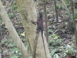 短肢樹蜥 短肢樹蜥