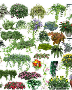 藤蔓植物[藤蔓植物]