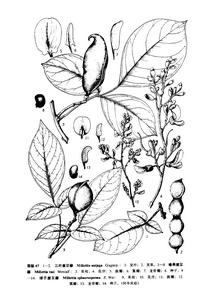 球子崖豆藤 球子崖豆藤