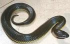 鉛色水蛇