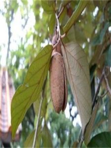 翅子樹屬 翅子樹屬