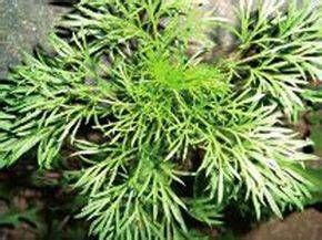 白毛多花蒿 白毛多花蒿