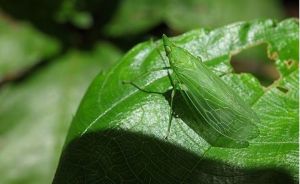 中華象蠟蟬 中華象蠟蟬
