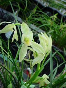 黃稈白蓮瓣素 黃稈白蓮瓣素