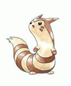 大立尾鼠 大立尾鼠