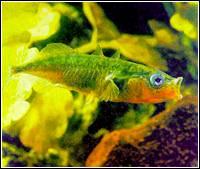 無鱗甲三刺魚 無鱗甲三刺魚