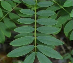 番瀉葉甙 番瀉葉甙