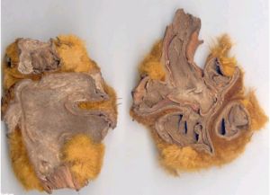 溫腎通痹方 溫腎通痹方