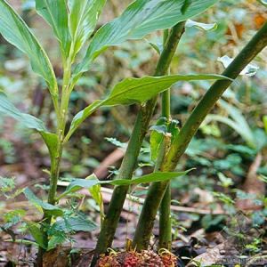 盈江砂仁 盈江砂仁