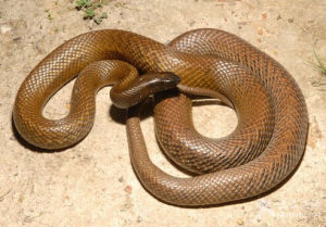 澳洲內陸太攀蛇 澳洲內陸太攀蛇