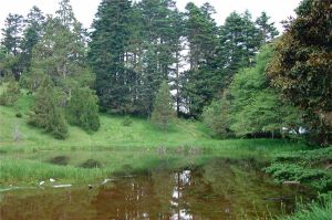 新生橋國家森林公園