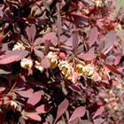 紅葉小檗 紅葉小檗