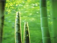 竹筍產業