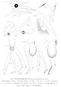 異足新米蝦高麗亞種