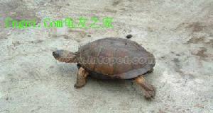 亞馬遜泥龜