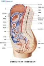 女性腹腔