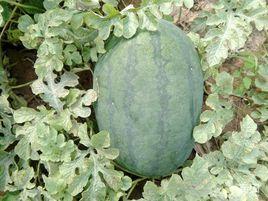 抗重茬惠農三號 抗重茬惠農三號