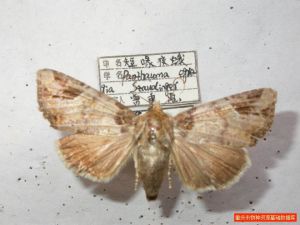 短喙夜蛾