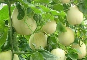 優選慶甜一號 優選慶甜一號