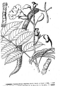 西南貓尾木（原變種）