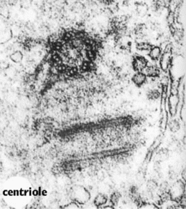 中心粒電鏡照片