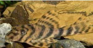 長輻下口鯰 長輻下口鯰