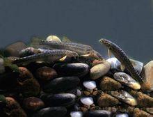 東方高原鰍 東方高原鰍