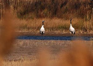 江蘇鹽城濕地珍禽國家級自然保護區