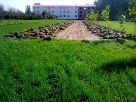 河南草坪基地 河南草坪基地